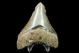 Fossil Megalodon Tooth - North Carolina #129952-2